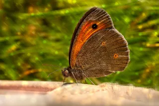 阳光橙蝶觅食图