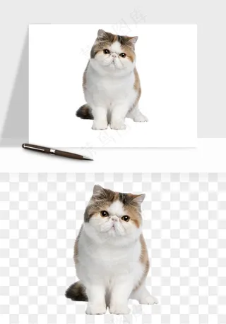 猫咪喵星人狗狗宠物元素png免抠