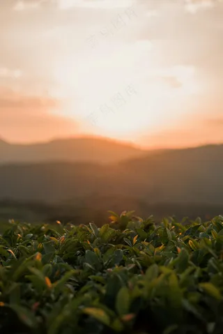日落绿野茶韵图·温暖宁静自然赏