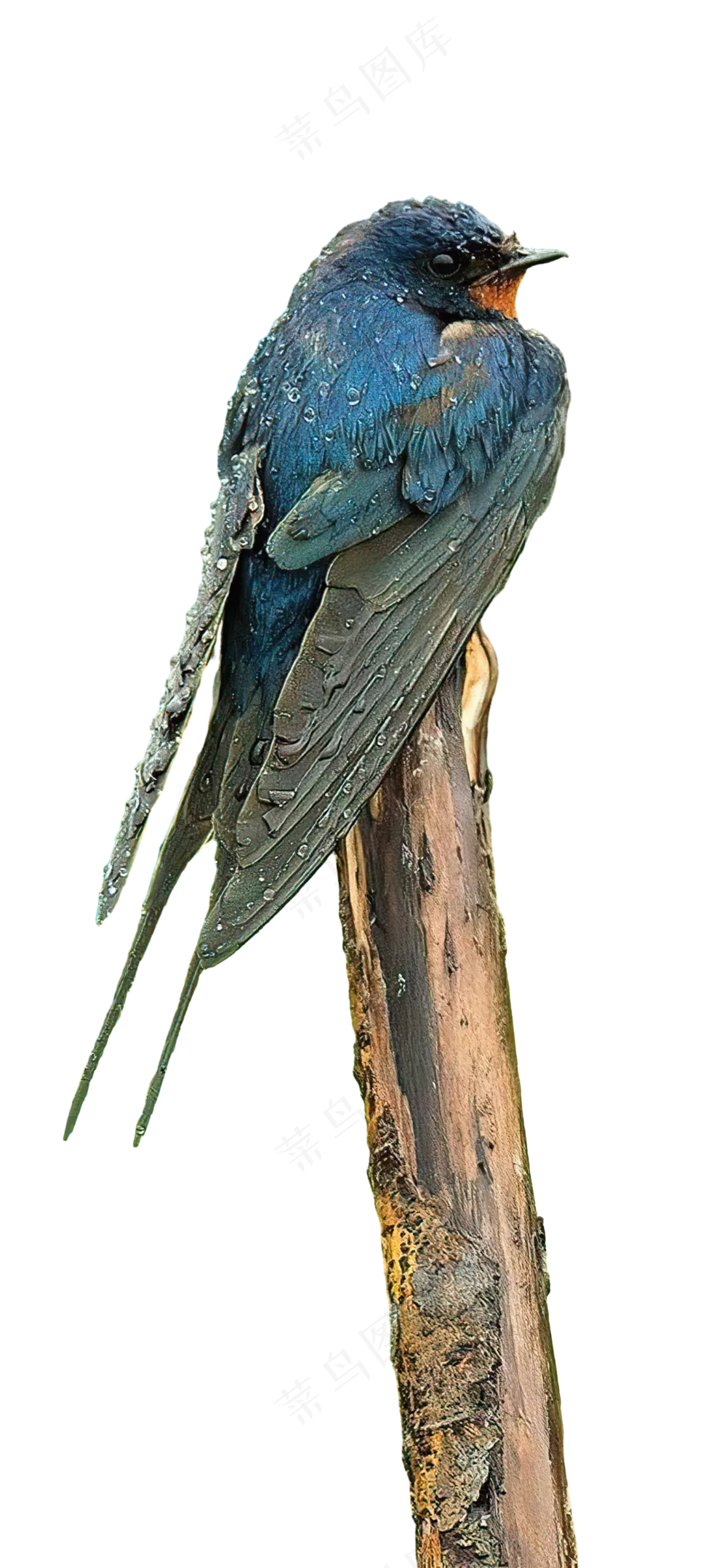 png免抠燕子鸟类动物