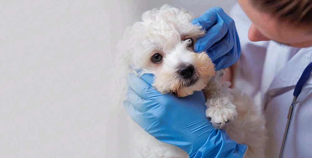 宠物美容院猫狗卡通插画背景