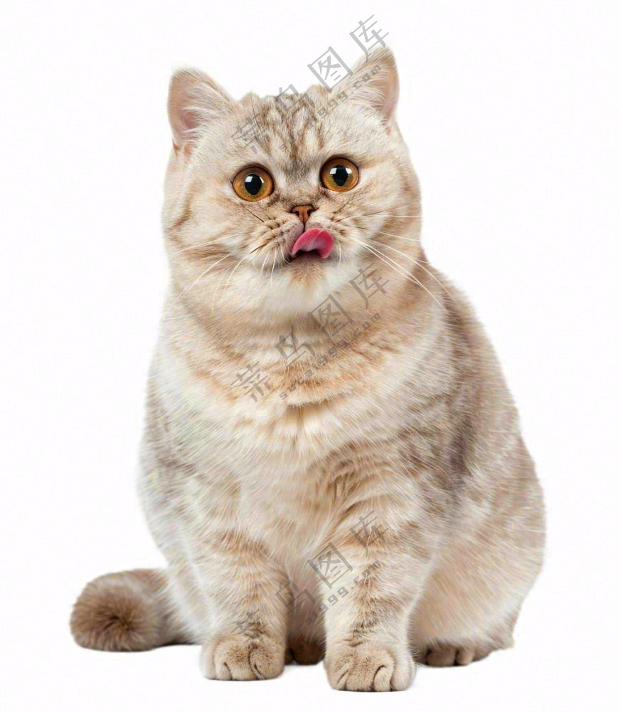 可爱小猫萌宠宠物动物免抠