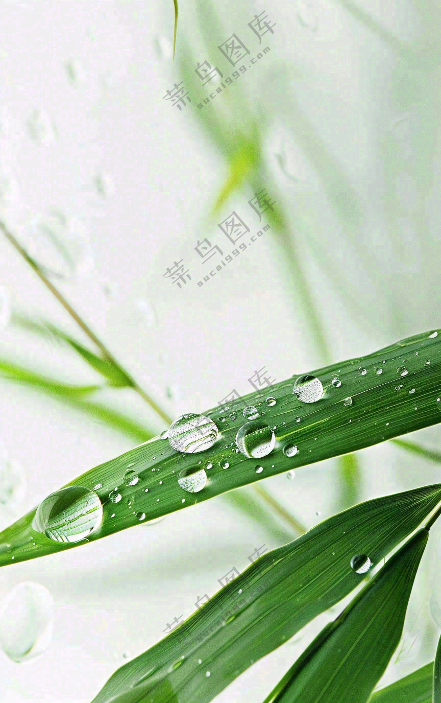 白露节气