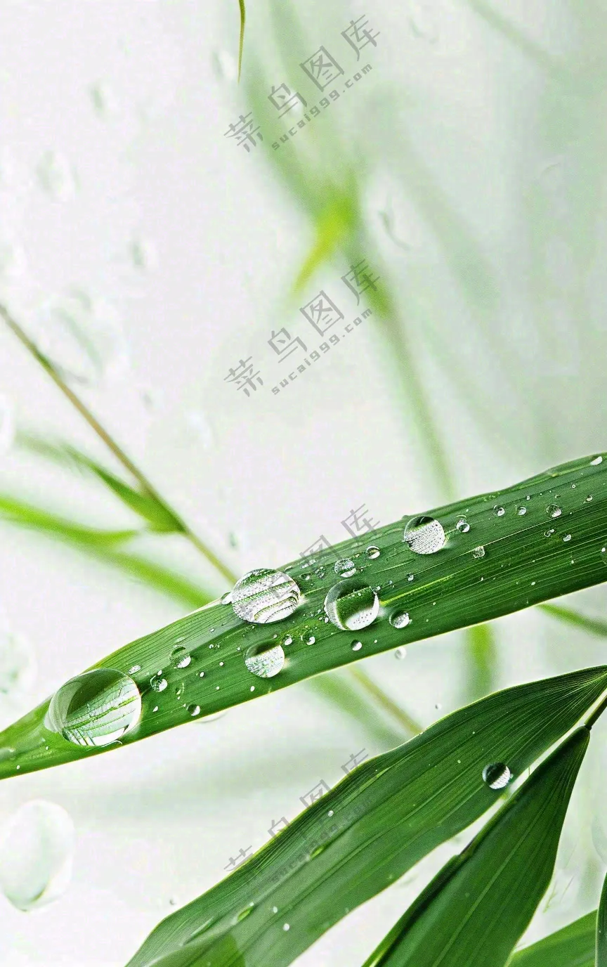 白露节气