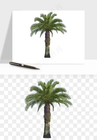 棕榈树椰树png免抠
