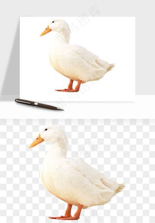 鸭子小鸭png免抠