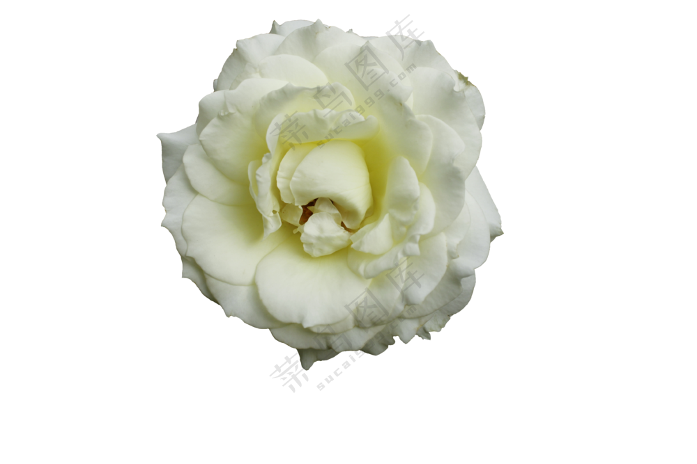 白色月季 免抠花卉