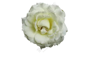 白色月季 免抠花卉