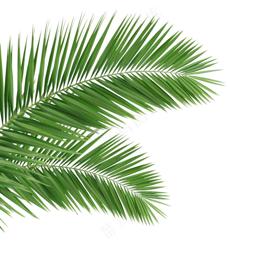 椰子树透明底图