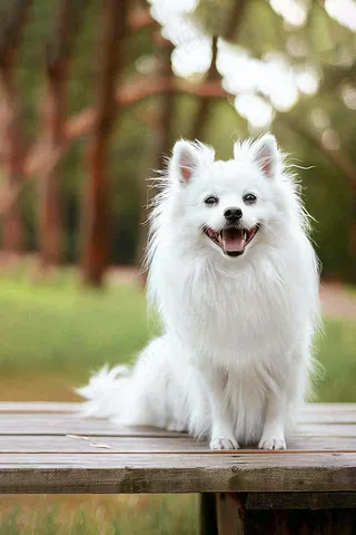 文明养狗宠物遛狗小区物业背景