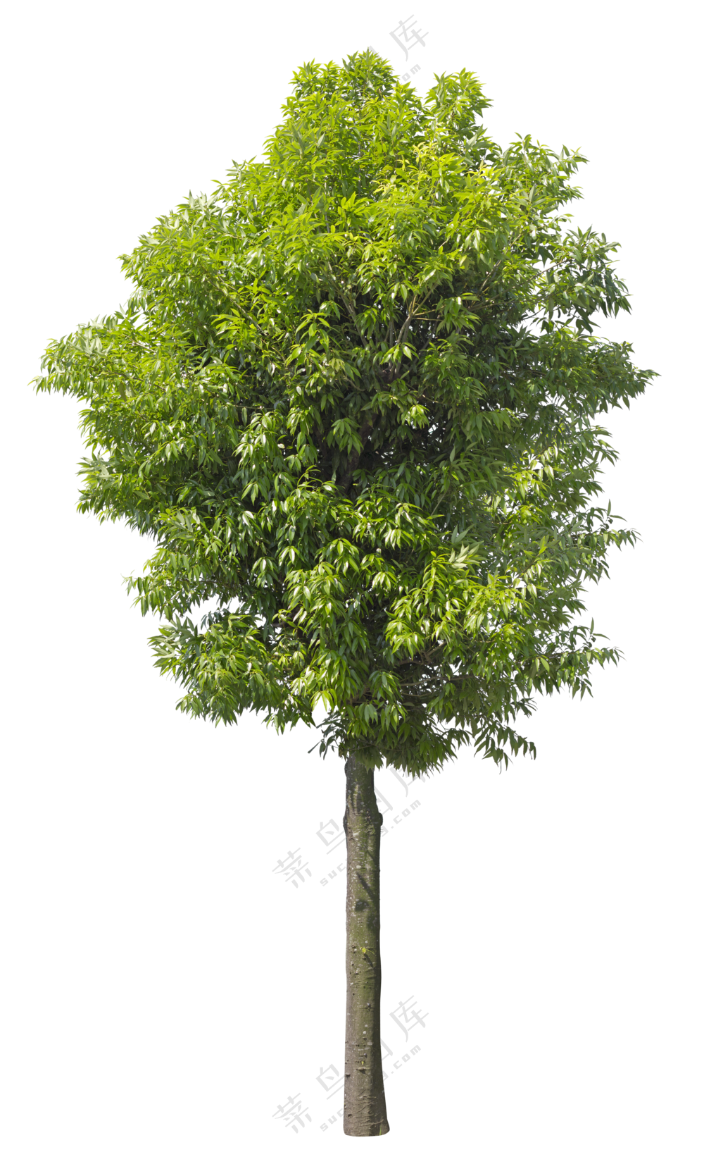 PNG免扣植物树木拼贴素材