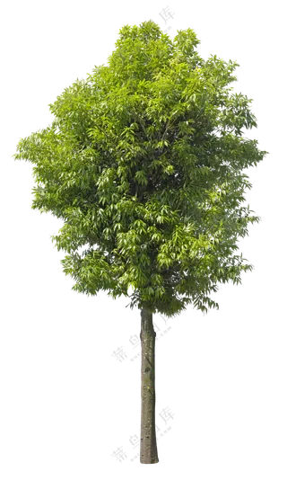 PNG免扣植物树木拼贴素材
