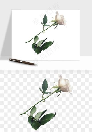 白玫瑰花枝花束png免抠