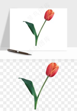 荷兰郁金香鲜花png免抠