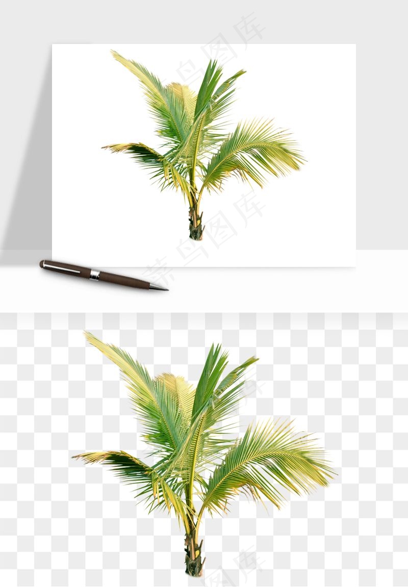 棕榈树椰树png免抠