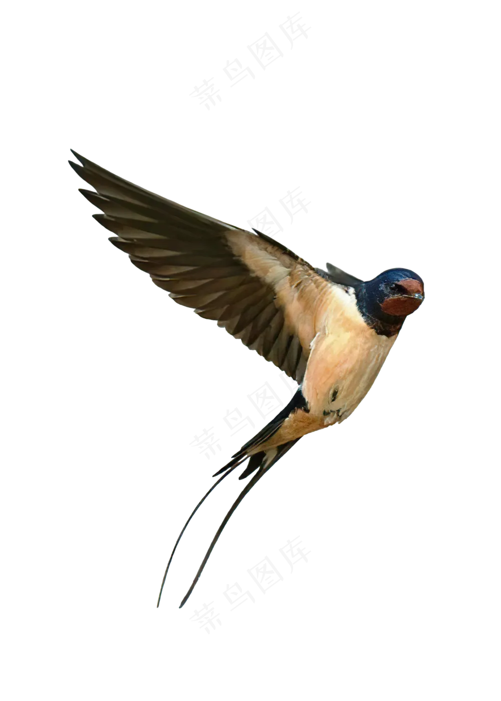 png免抠燕子鸟类动物