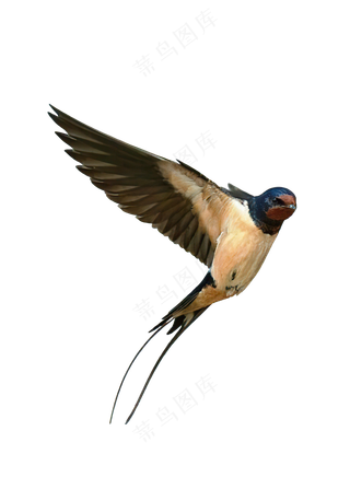 png免抠燕子鸟类动物