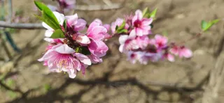 桃花岛上看桃花