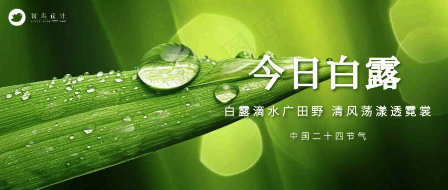 白露公众号首图