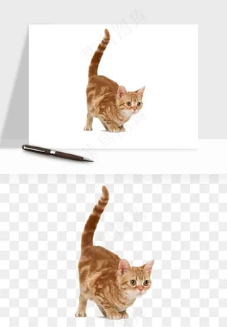 猫咪喵星人狗狗宠物元素png免抠