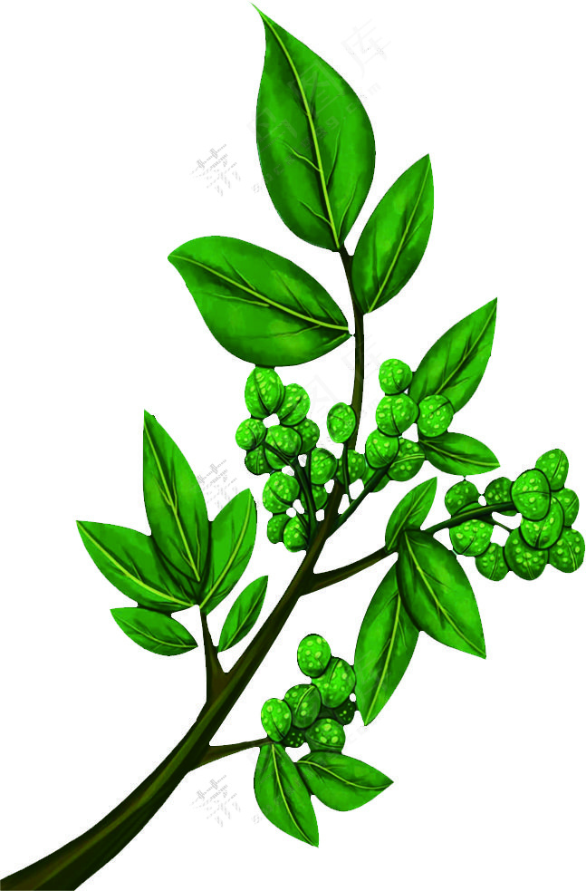 青花椒木桨子