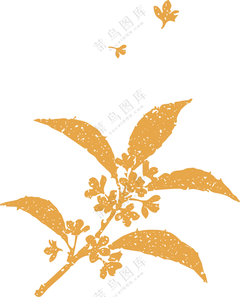 桂花树插图