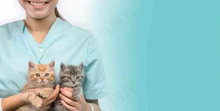 宠物医院猫狗生病救治摄影图