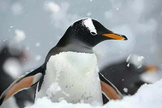 冰雪天地的企鹅寒冷动物摄影图