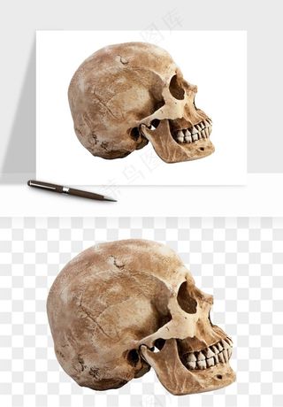 人体骨头png免抠
