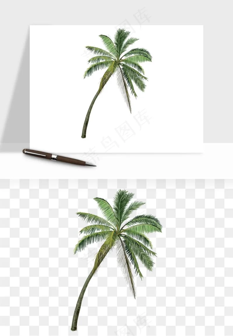 棕榈树椰树png免抠