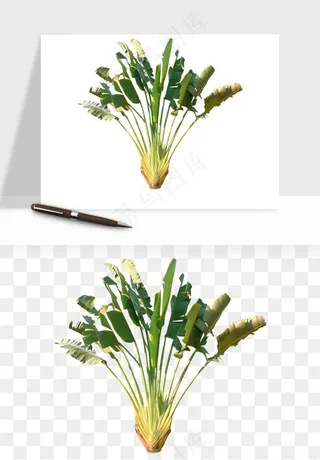 棕榈树椰树png免抠