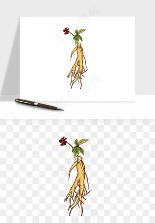 人参养生药材png免抠