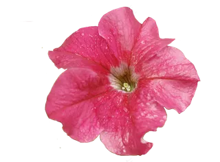 免抠花卉 雨中紫色碧冬茄