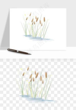 植物芦苇蒲苇香蒲png免抠