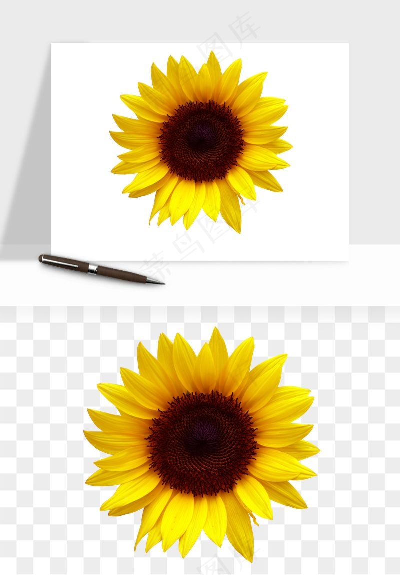 向日葵太阳花卉png免抠