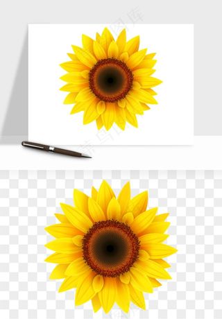 向日葵太阳花卉png免抠