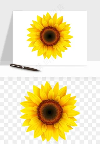 向日葵太阳花卉png免抠