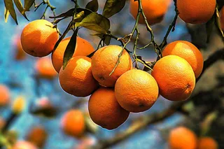 树枝上的橘子橙子高挂丰收成熟摄影图