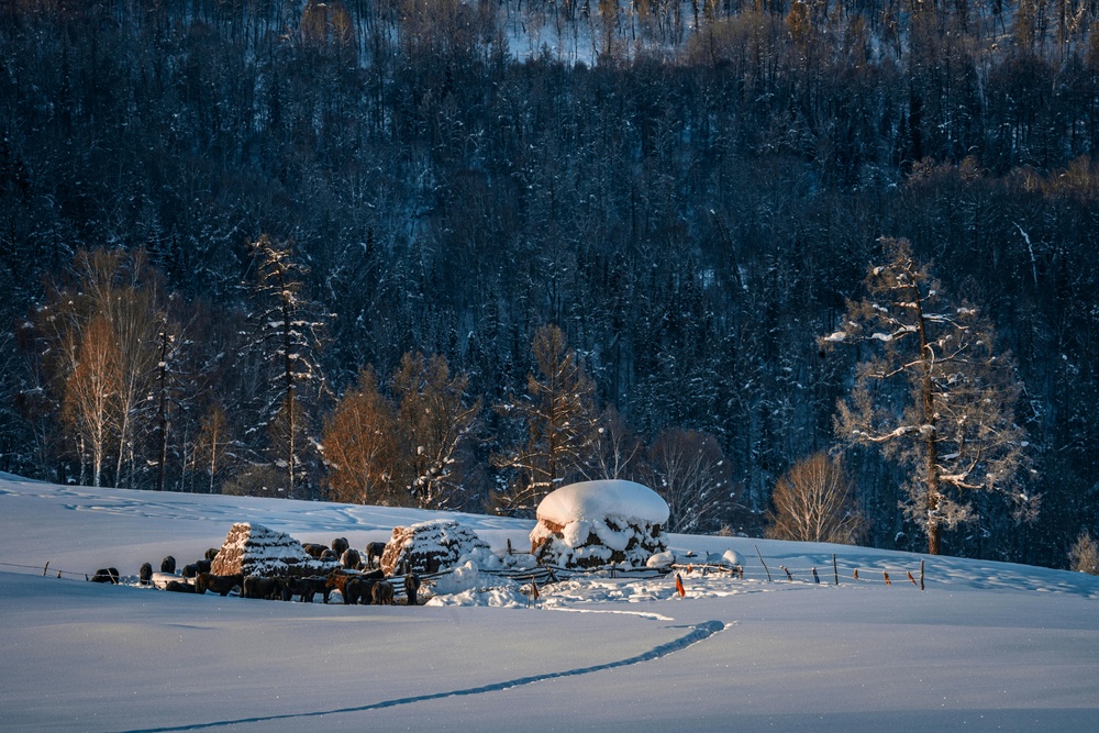 冬日静谧：雪地森林的柔和光线