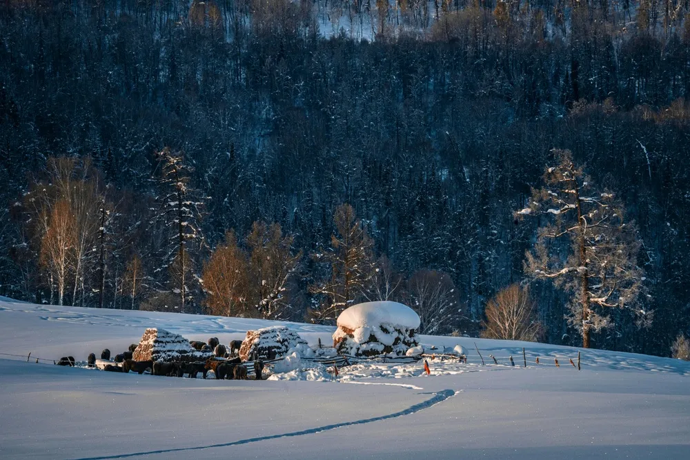 冬日静谧：雪地森林的柔和光线