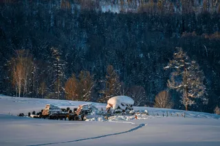 冬日静谧：雪地森林的柔和光线