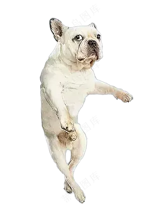 png免抠搞笑有趣动物