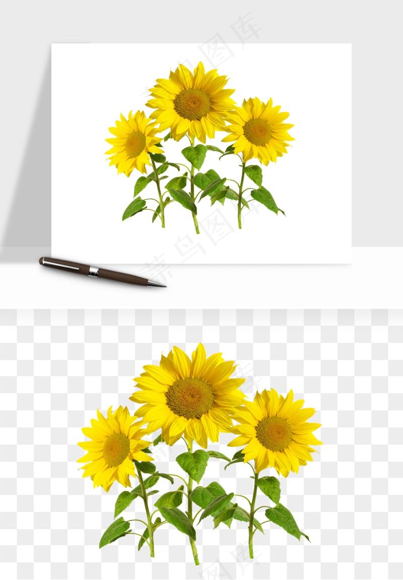 向日葵太阳花卉png免抠