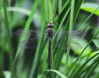 绿色草丛中的神秘小物