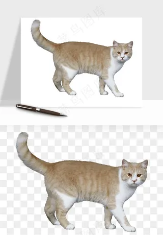 猫咪喵星人狗狗宠物元素png免抠