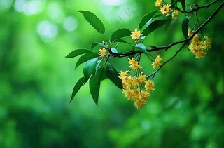 树枝上的小黄花植物摄影图