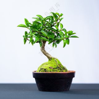 绿色树木盆景植物