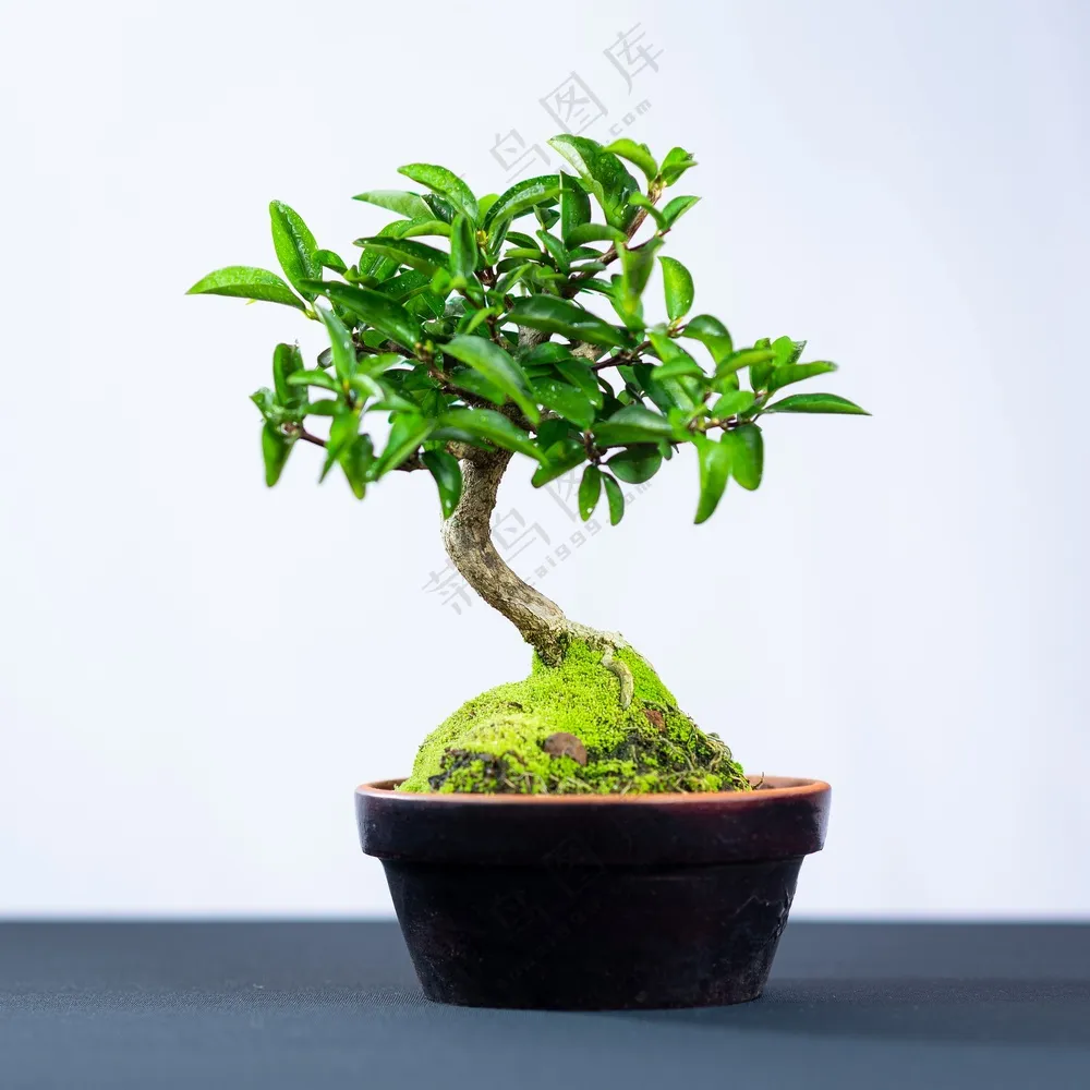 绿色树木盆景植物 绿色树木盆景植物