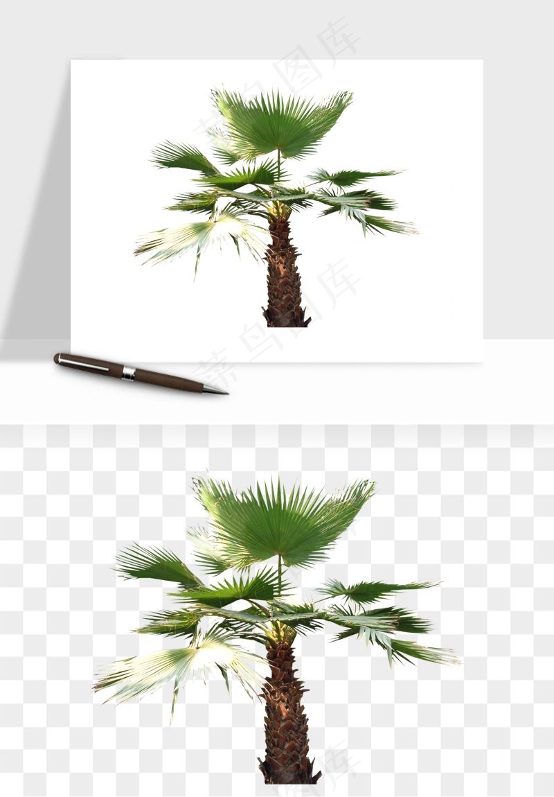 棕榈树椰树png免抠