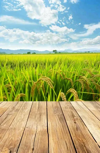 绿油油的农田稻田木板栈道粮食小满芒种世界粮食日摄影图